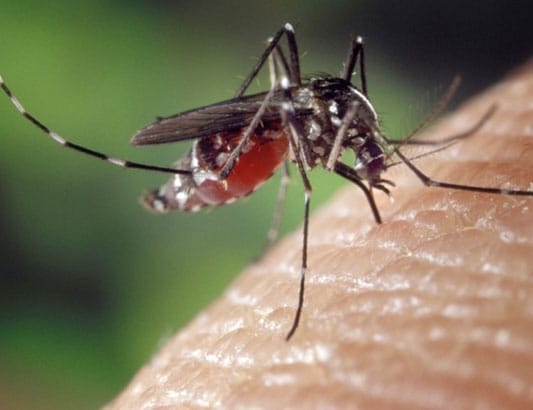 Sốt xuất huyết và dấu hiệu cần nhập viện