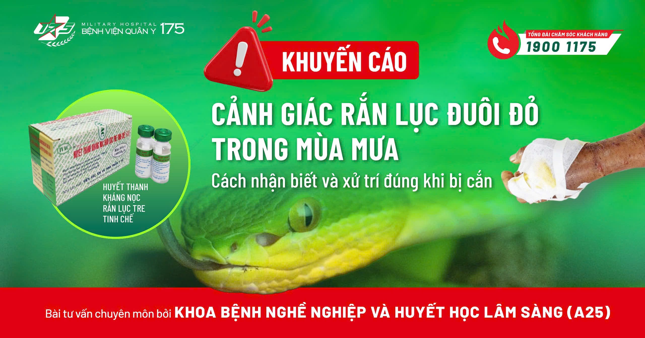 RẮN LỤC ĐUÔI ĐỎ NGUY HIỂM THẾ NÀO VÀ CÁCH NHẬN BIẾT, XỬ TRÍ KHI BỊ CẮN